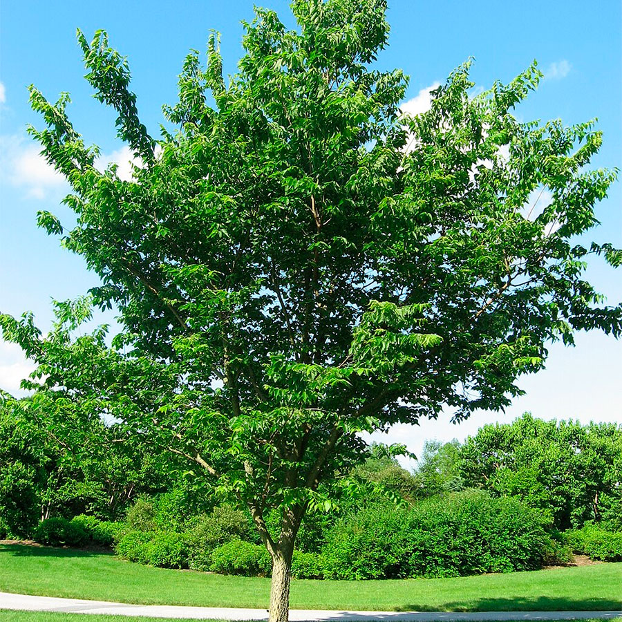 Превью изображения