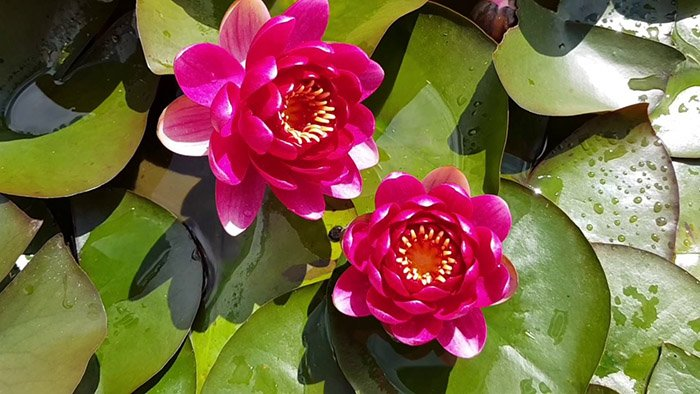 Превью изображения