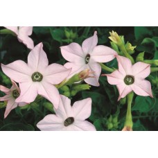 Превью изображения