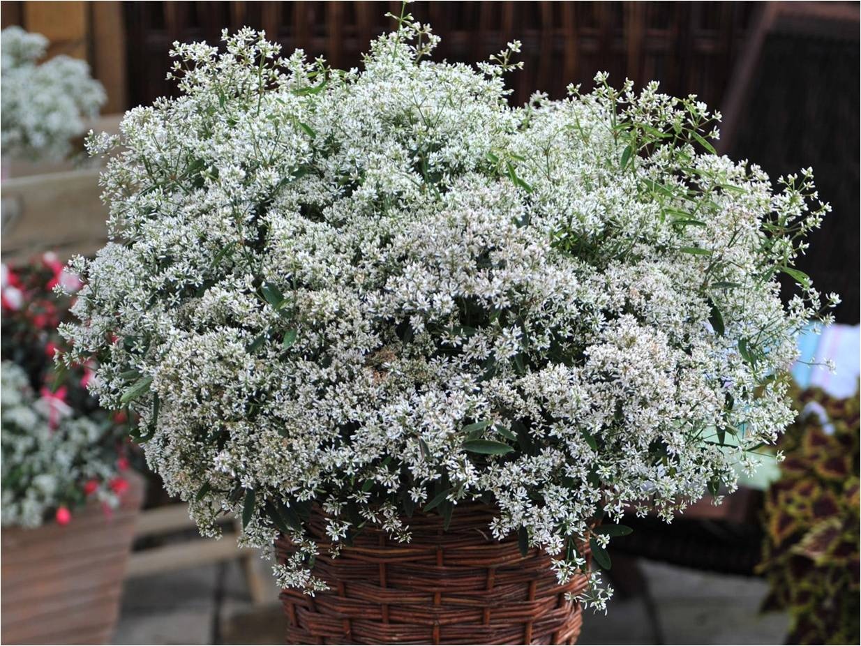 Превью изображения