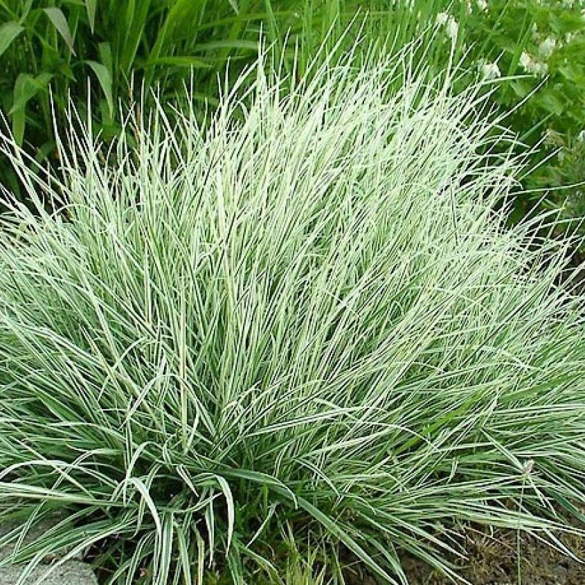 Превью изображения