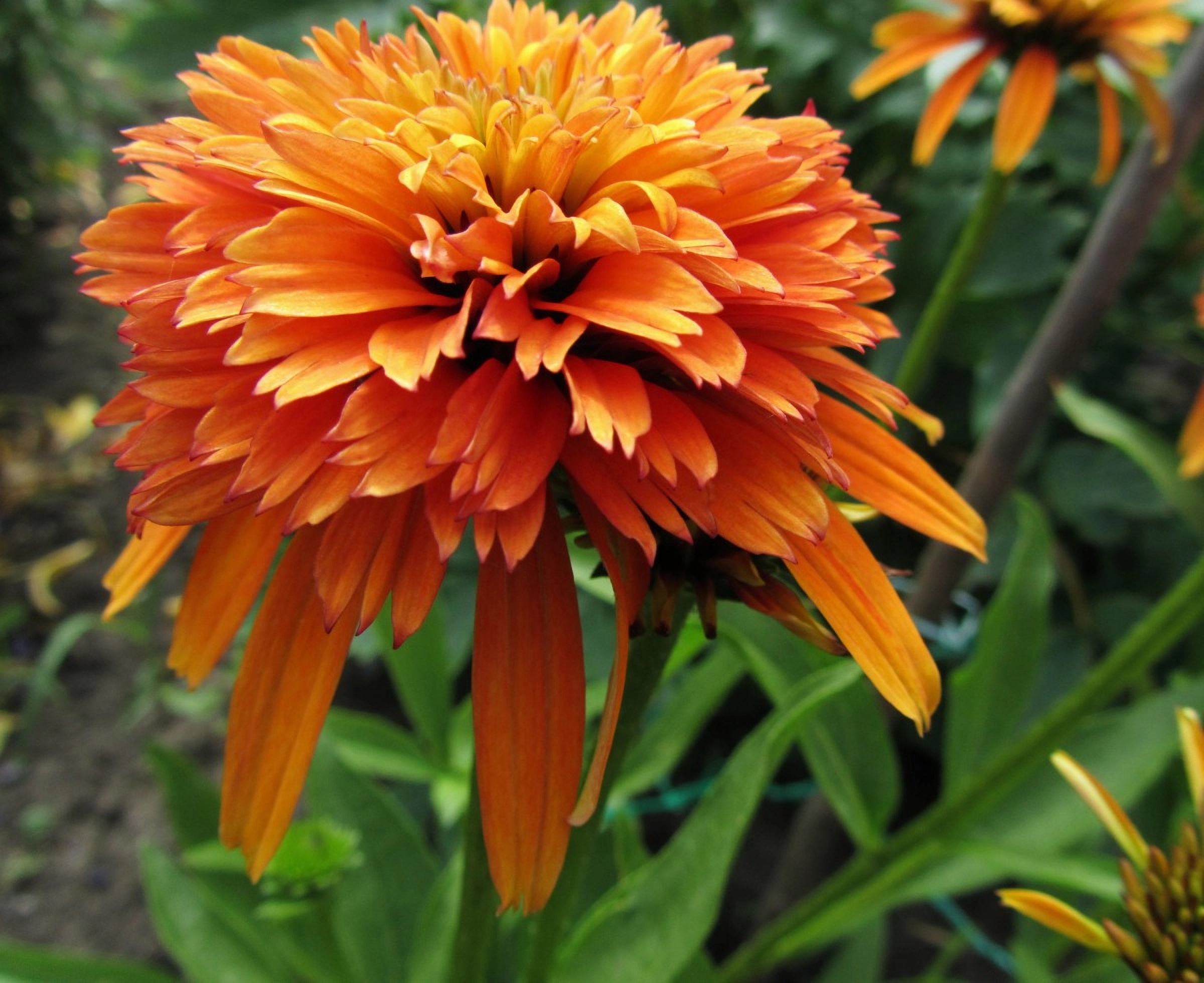 Превью изображения