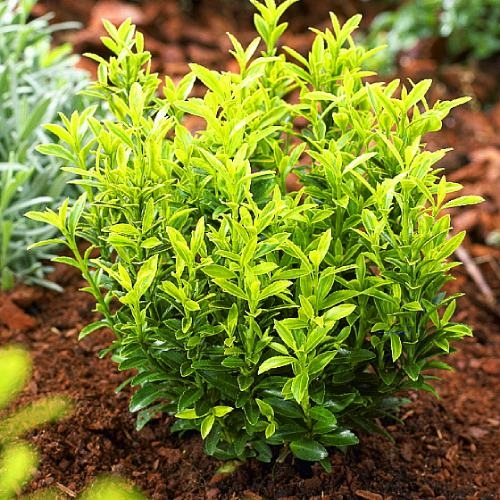 Превью изображения