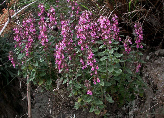 Превью изображения