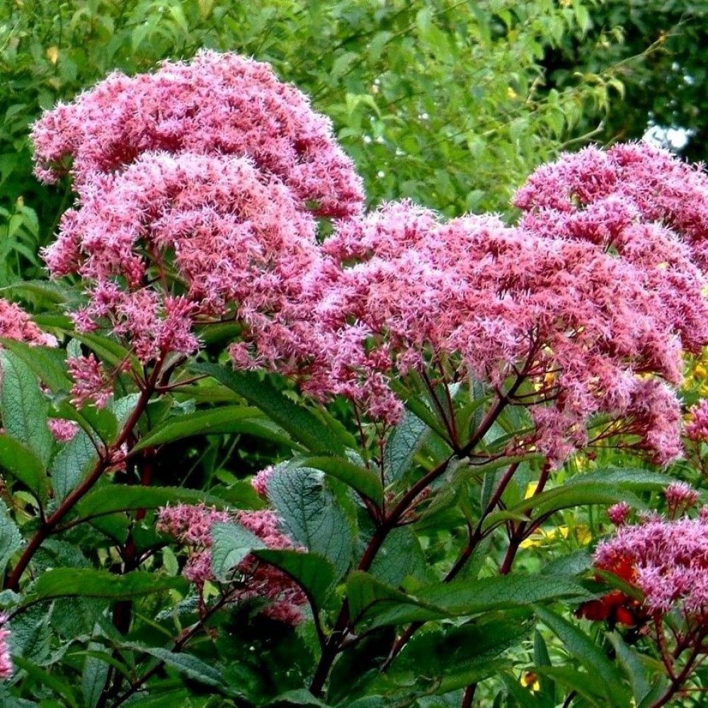 Превью изображения