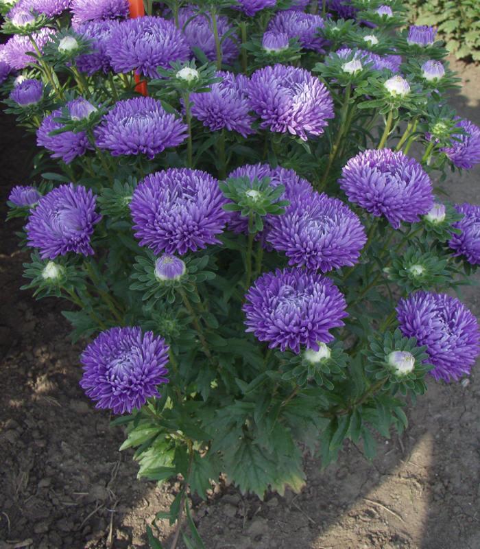 Превью изображения