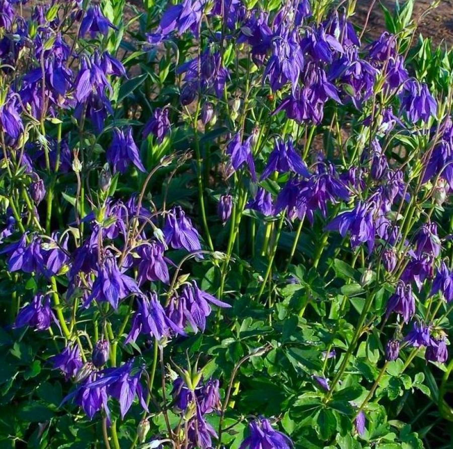 Превью изображения