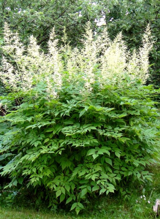 Превью изображения