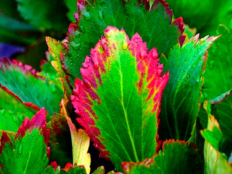 Превью изображения