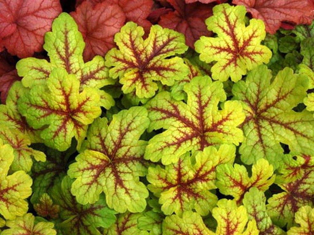 Превью изображения