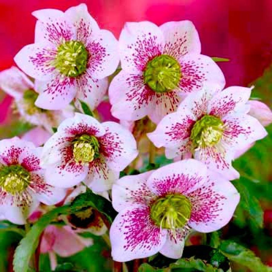 Превью изображения