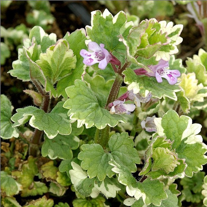 Превью изображения