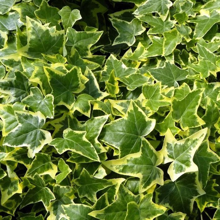 Превью изображения