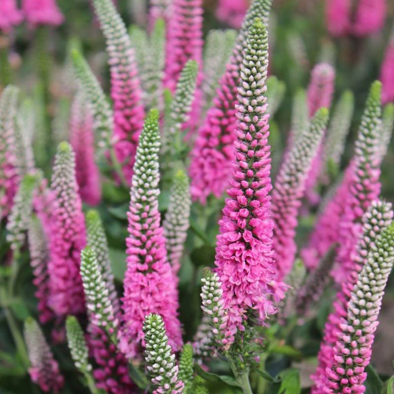 Превью изображения