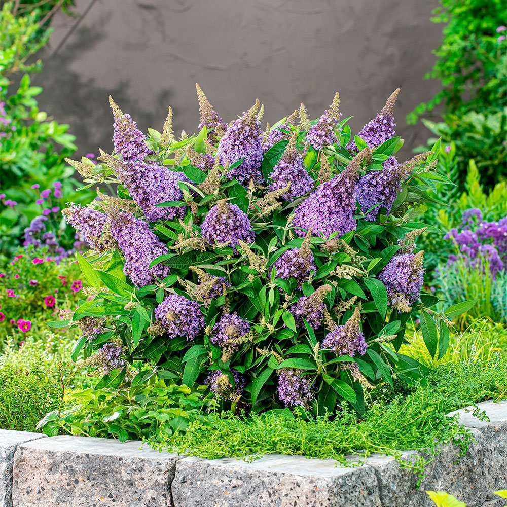 Превью изображения