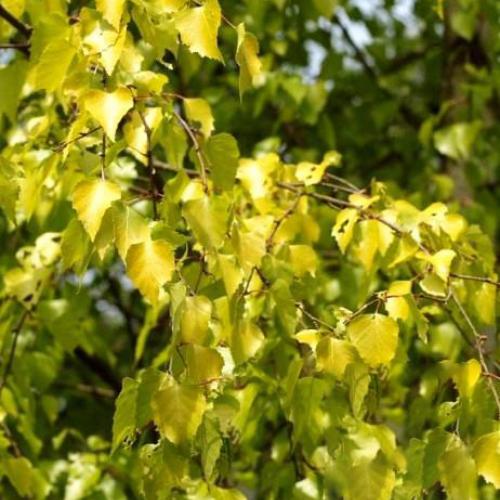 Превью изображения