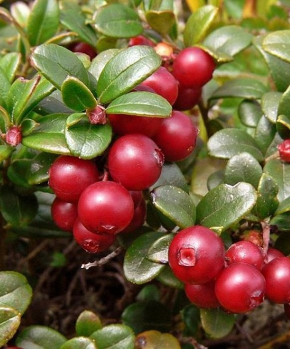 Превью изображения