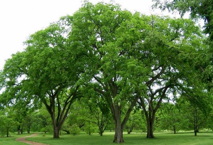 Превью изображения