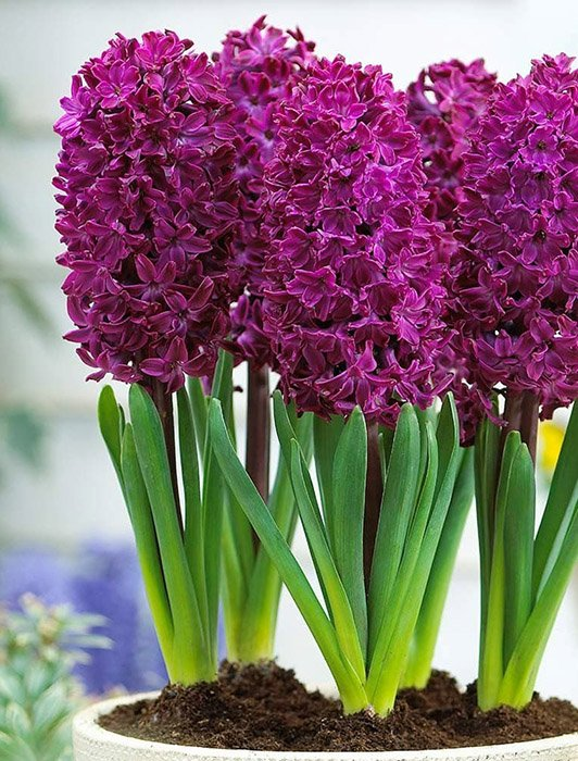 Превью изображения