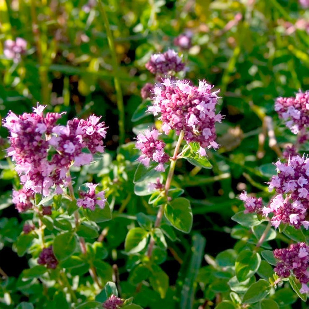 Превью изображения