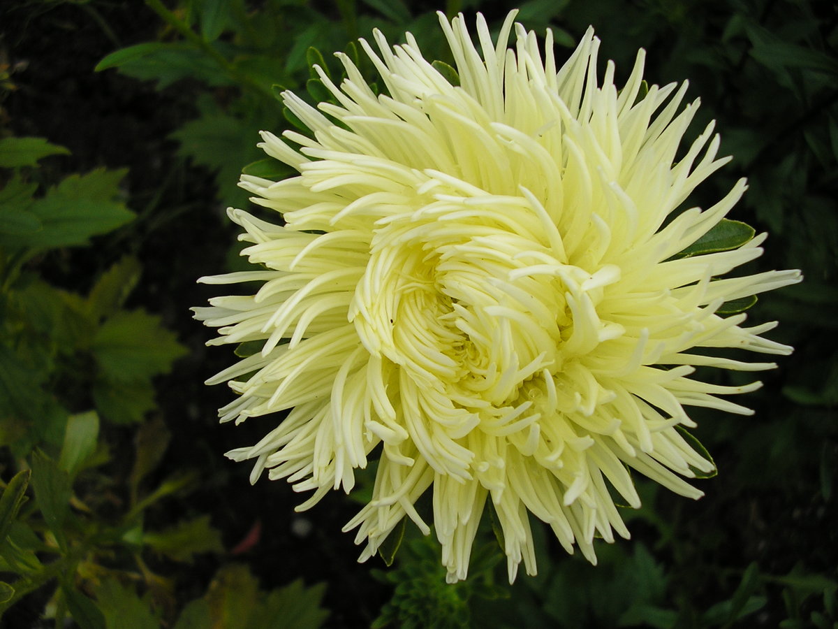 Превью изображения