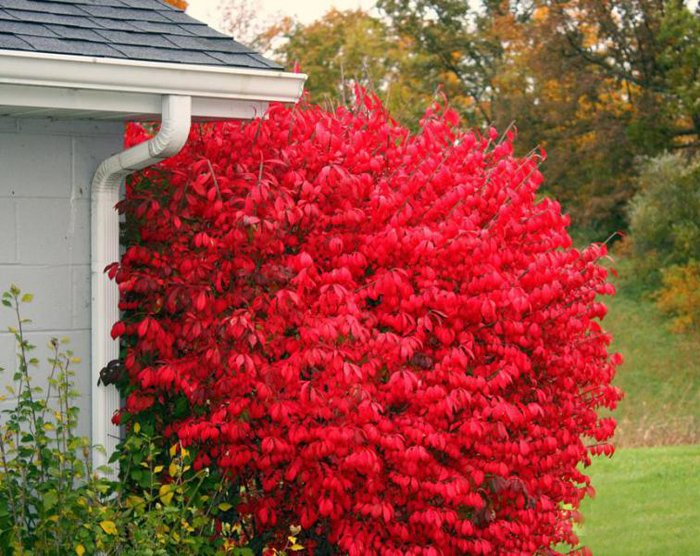 Превью изображения