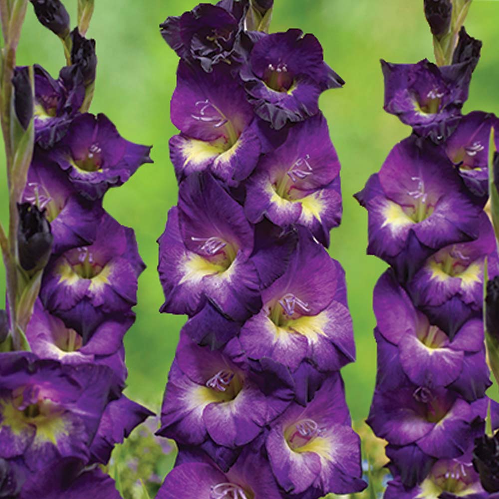 Превью изображения