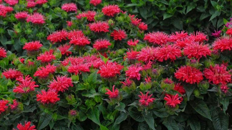 Превью изображения