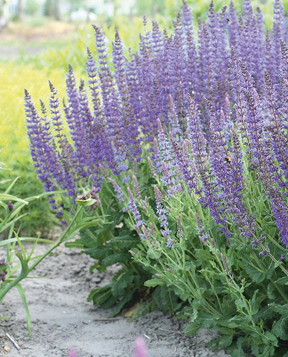 Превью изображения