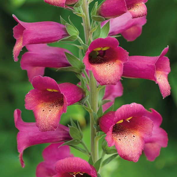 Превью изображения