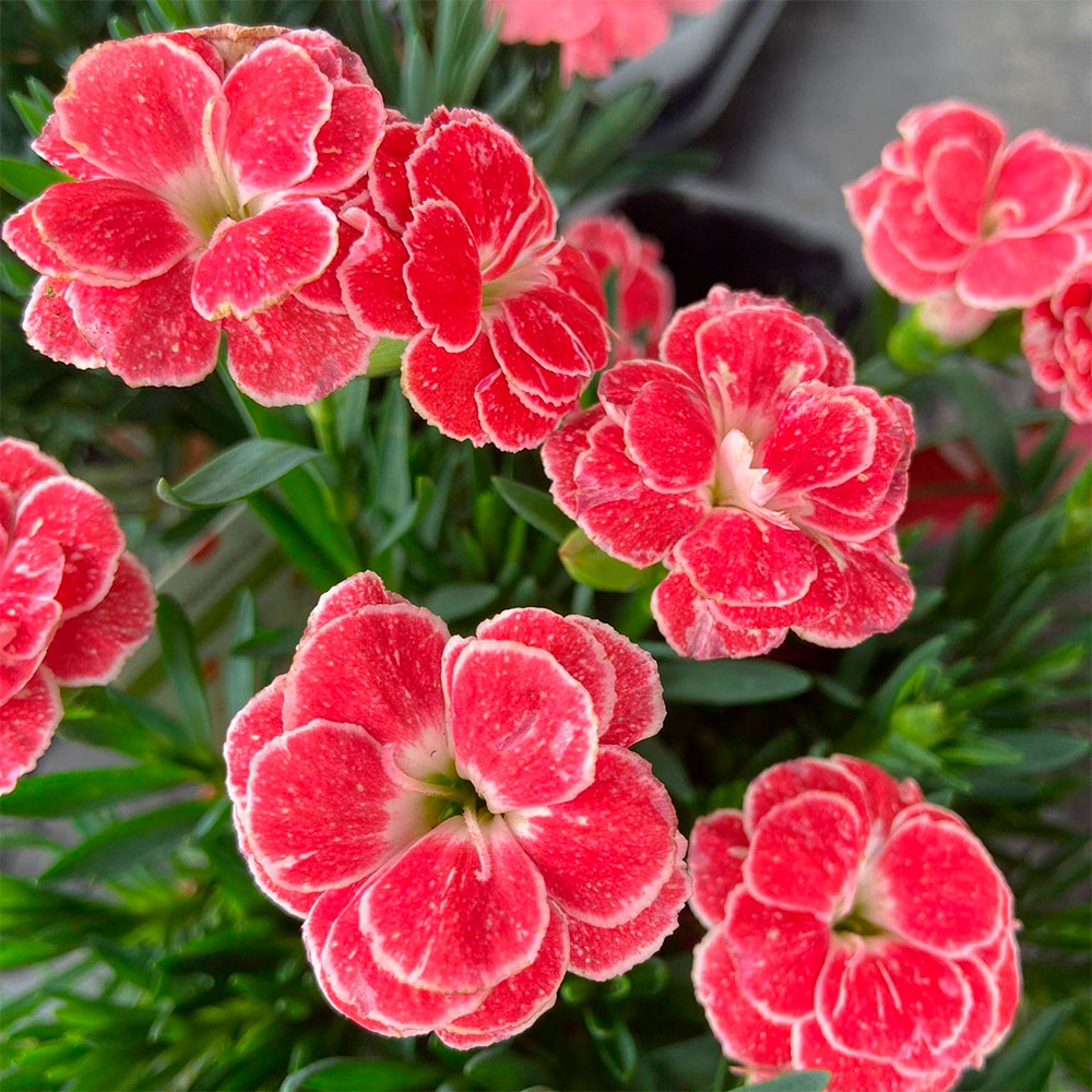 Превью изображения