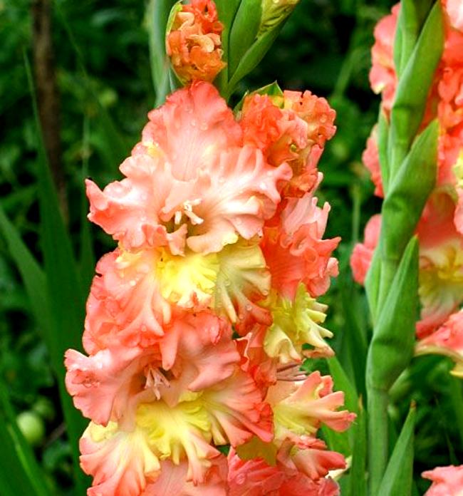 Превью изображения