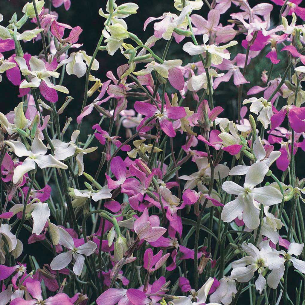 Превью изображения