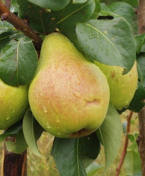 Превью изображения