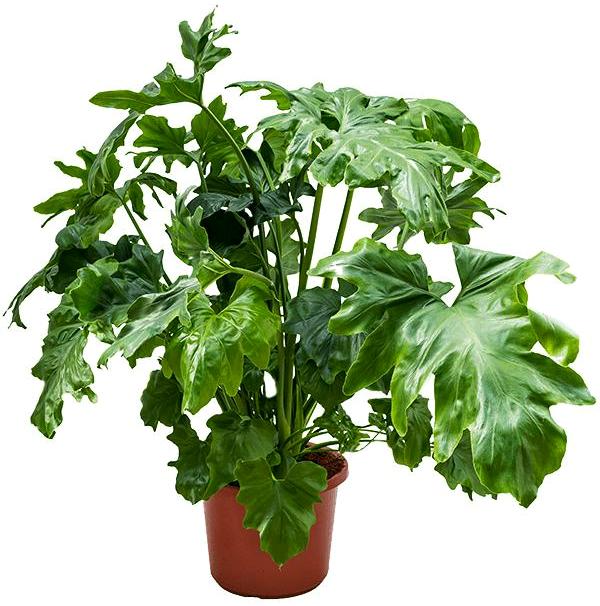 Превью изображения