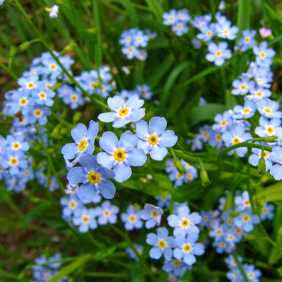 Превью изображения