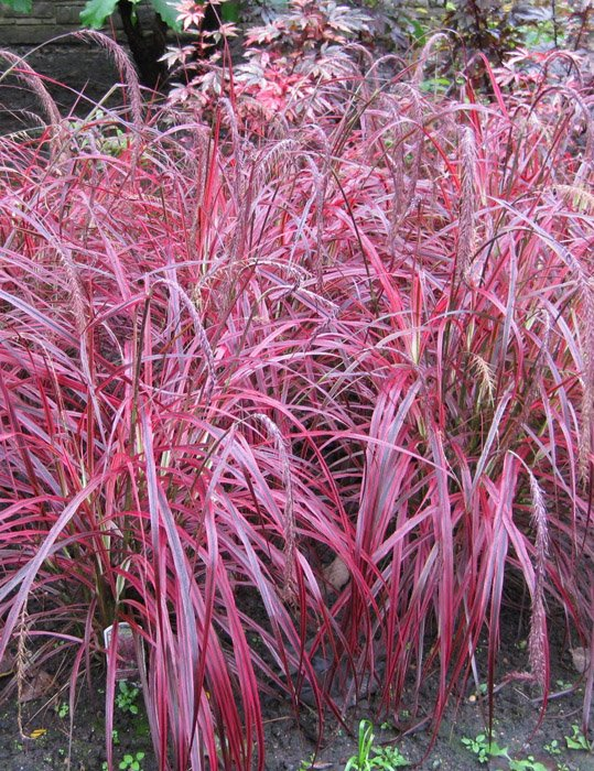 Превью изображения