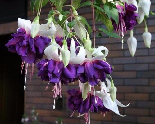 Превью изображения