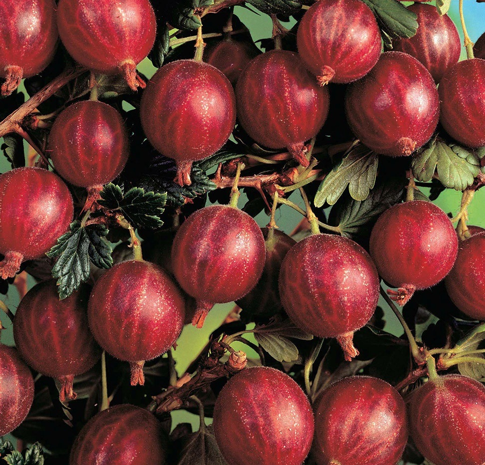 Превью изображения