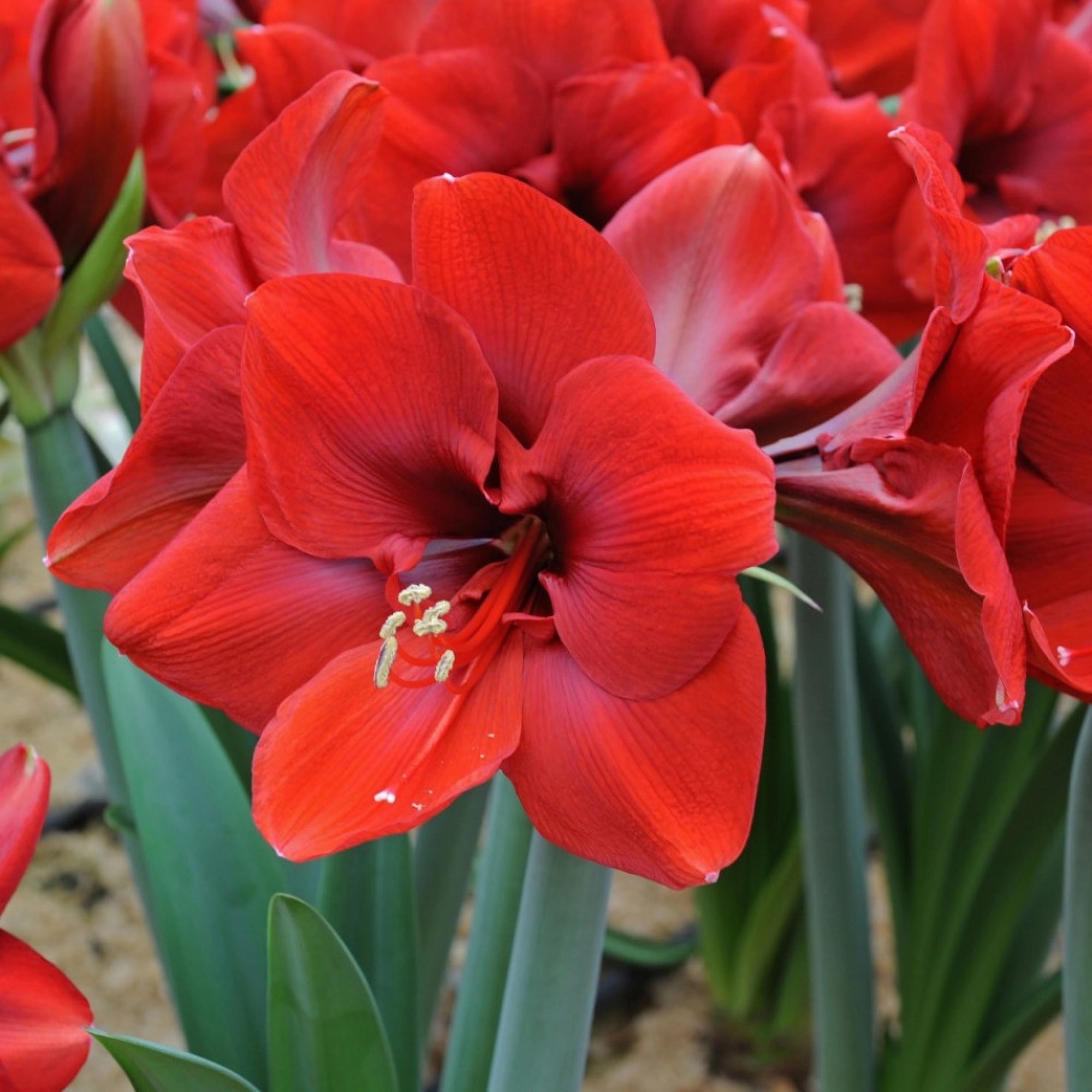 Превью изображения