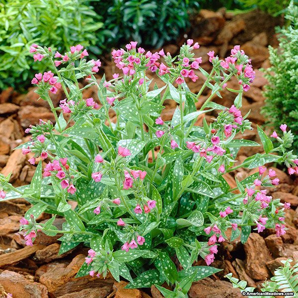 Превью изображения