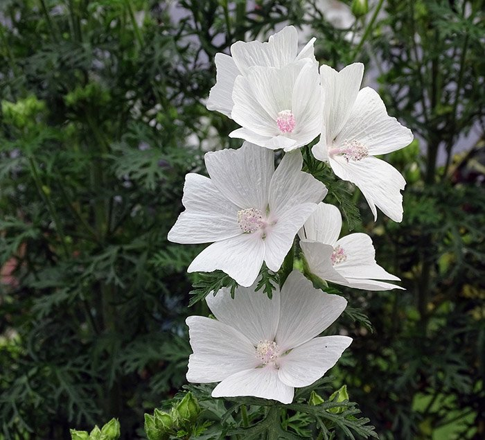 Превью изображения