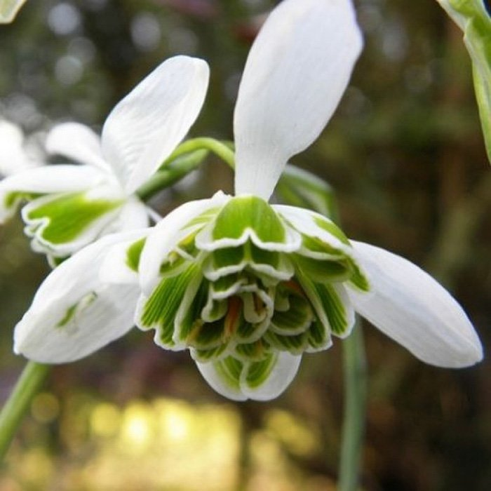 Превью изображения