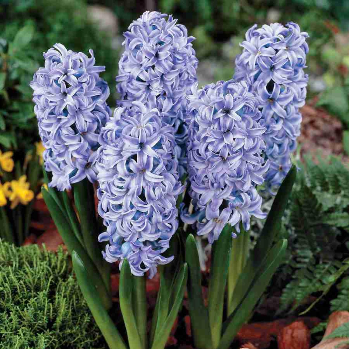 Превью изображения