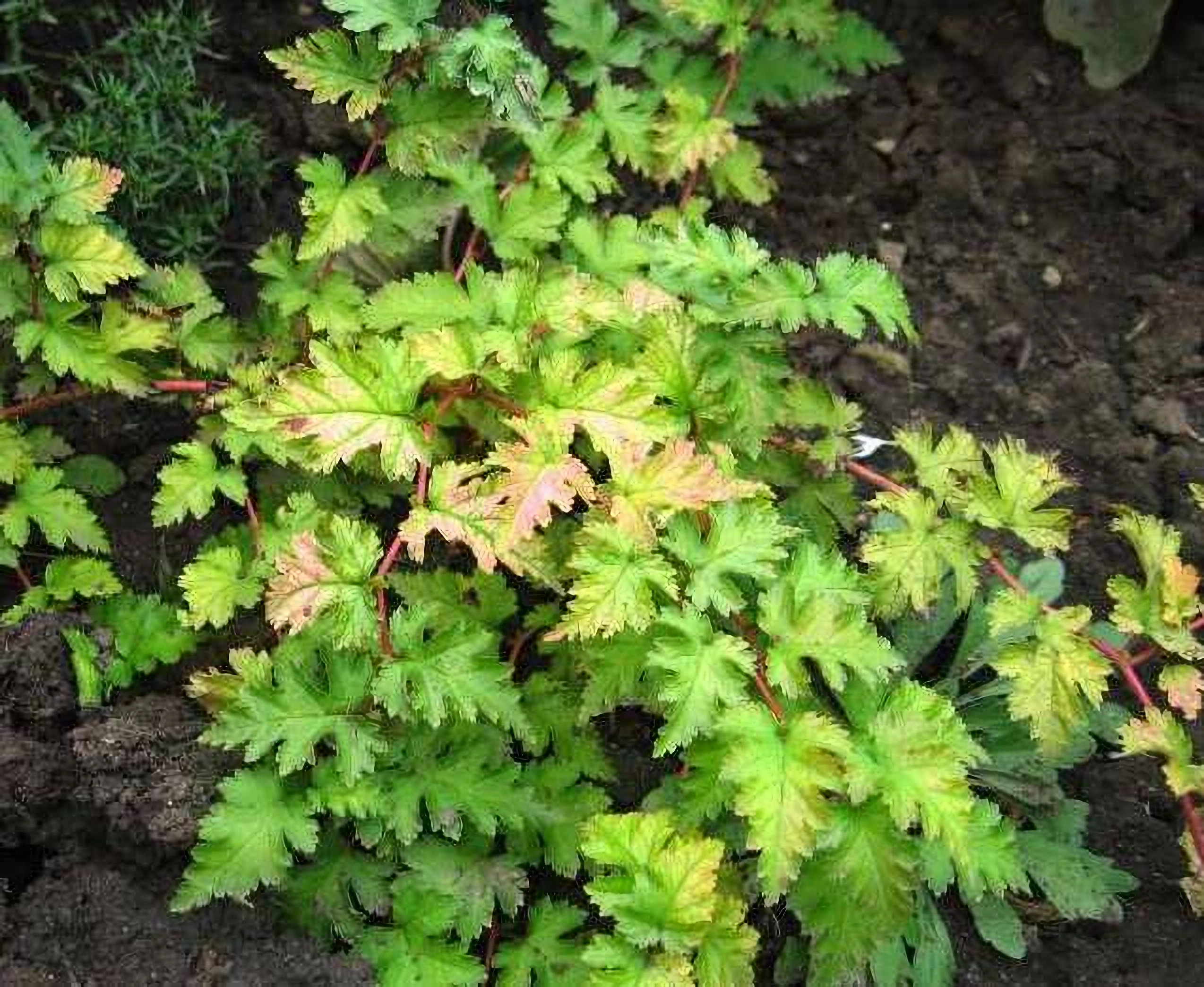 Превью изображения