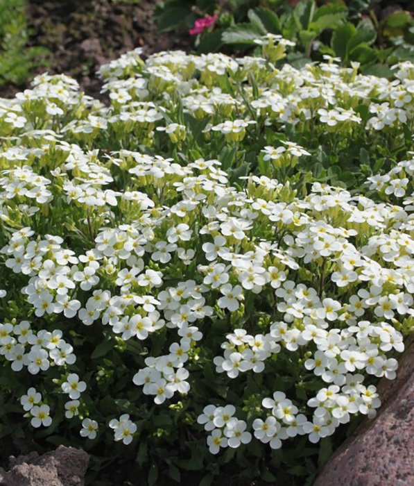 Превью изображения