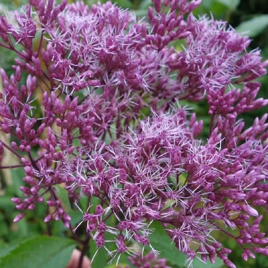 Превью изображения