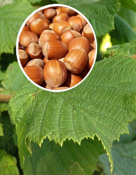 Превью изображения