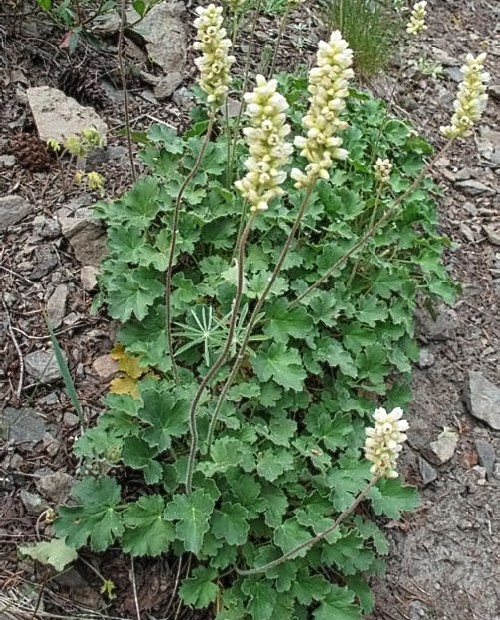 Превью изображения