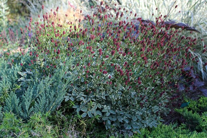 Превью изображения